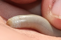 Afrotyphlopinae
