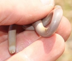 Afrotyphlopinae