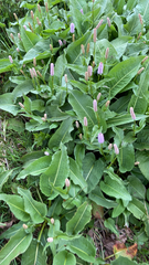 Bistorta officinalis