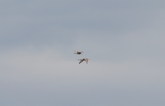 Limosa limosa