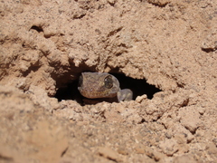 Phyllodactylus gerrhopygus