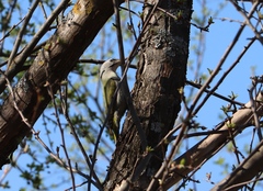 Picus canus