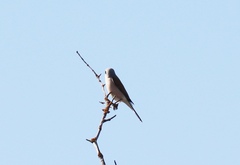 Lanius collurio