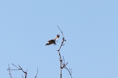 Lanius collurio