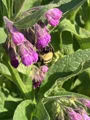 Bombus nevadensis