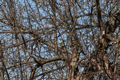 Picus canus