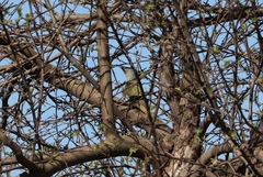 Picus canus