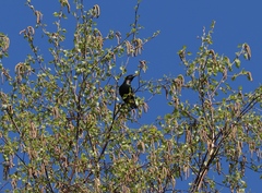 Sturnus vulgaris