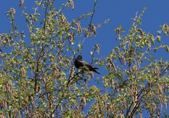 Sturnus vulgaris