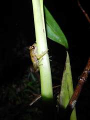 Pristimantis pteridophilus