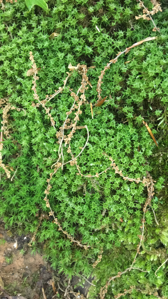 joint-toothed-mosses-from-putnam-county-us-tn-us-on-may-13-2021-at
