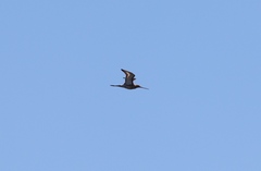 Limosa limosa