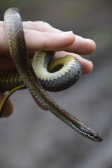 Saphenophis boursieri