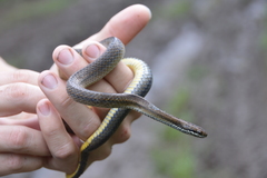 Saphenophis boursieri