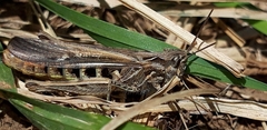 Chorthippus brunneus