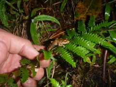 Pristimantis w-nigrum