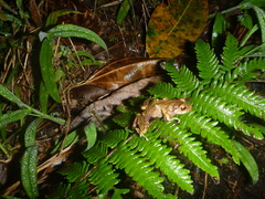 Pristimantis w-nigrum