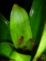 Pristimantis eremitus