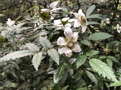 Rubus cardotii