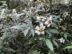 Rubus cardotii
