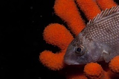 Chirodactylus grandis