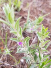 Evolvulus nuttallianus