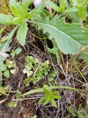 Sceptridium lunarioides