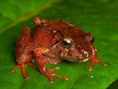 Pristimantis pyrrhomerus