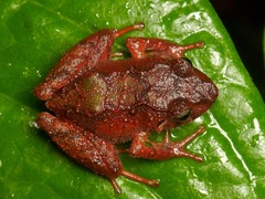 Pristimantis pyrrhomerus