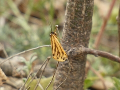 Setina aurita