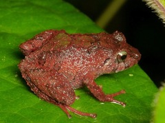 Pristimantis pyrrhomerus