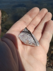Bivalvia