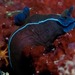 Black Nudibranch - Photo (c) Georgina Jones, some rights reserved (CC BY-NC), uploaded by Georgina Jones