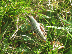 Cophopodisma pyrenaea