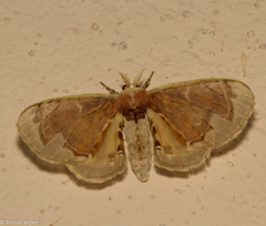 Bombycidae