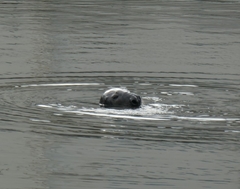 Halichoerus grypus grypus