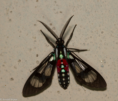 Poecilosoma eone