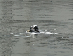 Halichoerus grypus grypus