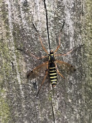 Ctenophora flaveolata