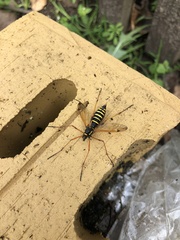 Ctenophora flaveolata