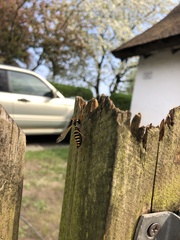 Ctenophora flaveolata