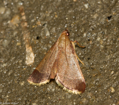 Hypsopygia amoenalis