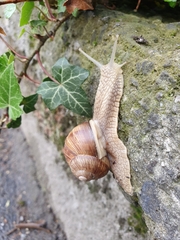 Helix pomatia