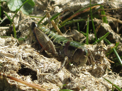 Cophopodisma pyrenaea