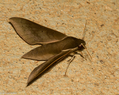 Xylophanes porcus continentalis