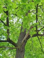 Quercus