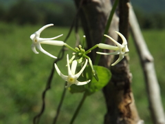 Rytidostylis gracilis