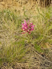 Pedicularis dasystachys