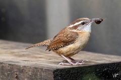 Thryothorus ludovicianus