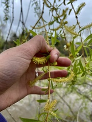 Salix × fragilis vitellina